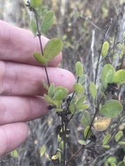 Symphoricarpos mollis