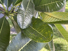 Coleosporium plumeriae