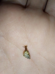 Cochlicella