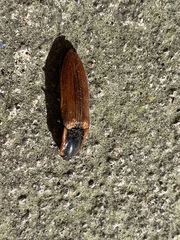 Semiotus luteipennis