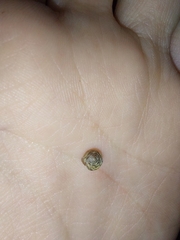 Cochlicella