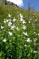 Campanula lactiflora