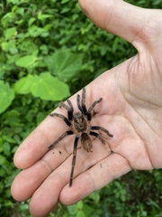 Theraphosinae