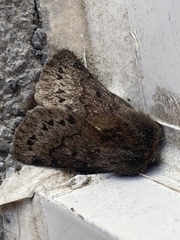 Macromphalia ancilla