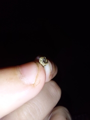 Cochlicella