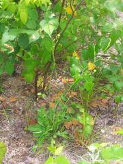 Media resource of Lactuca canadensis