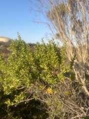 Baccharis pilularis consanguinea