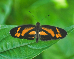 Castilia eranites