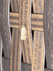 Agonopterix pulvipennella