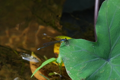 Pseudagrion pruinosum