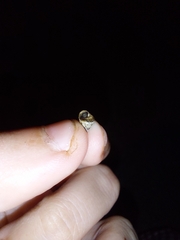 Cochlicella