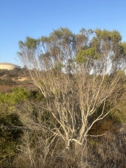 Baccharis pilularis consanguinea