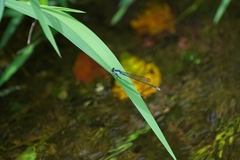 Pseudagrion pruinosum