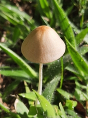 Conocybe apala