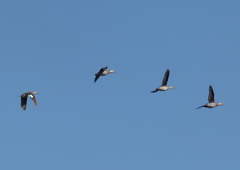 Callonetta leucophrys