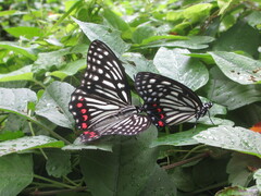 Hestina assimilis assimilis