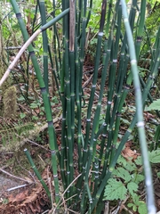 Equisetum hyemale