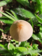 Conocybe apala