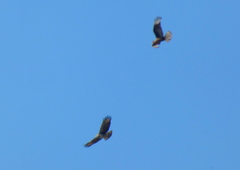 Buteogallus meridionalis