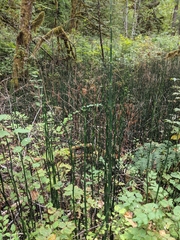 Equisetum hyemale