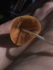 Conocybe apala