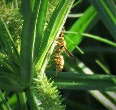 Polistes exclamans