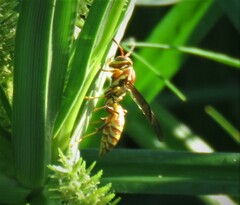 Polistes exclamans