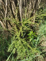 Coprosma quadrifida