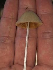 Conocybe apala
