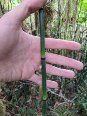 Equisetum hyemale