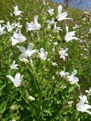 Campanula lactiflora