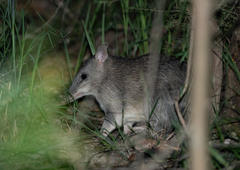 Perameles nasuta