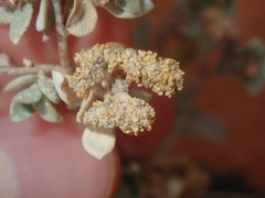 Atriplex vesicaria