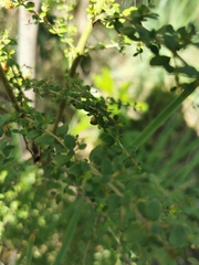 Coprosma quadrifida