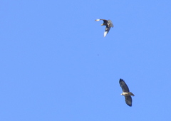 Buteogallus meridionalis