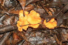 Craterellus ignicolor