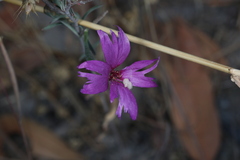 Clarkia