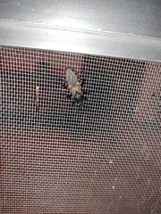 Triatoma