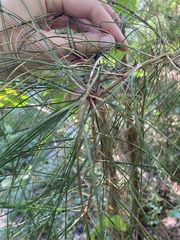 Pinus virginiana