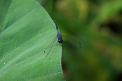Trithemis festiva