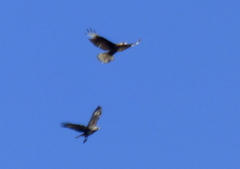 Buteogallus meridionalis