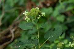 Hydrangea arborescens