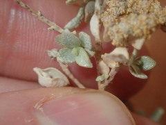 Atriplex vesicaria