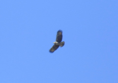 Buteogallus meridionalis