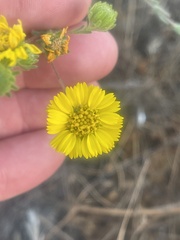 Deinandra corymbosa
