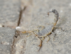 Olivierus martensii