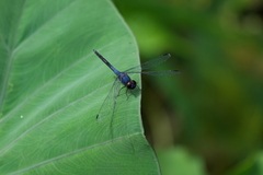 Trithemis festiva