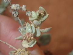Atriplex vesicaria