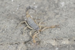 Olivierus martensii