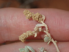 Atriplex vesicaria
